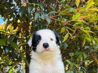 Border Collie perros Border collie - Anuncio 27
