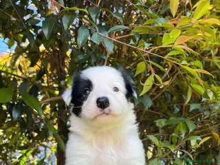 Border Collie perros Border collie - Anuncio 26