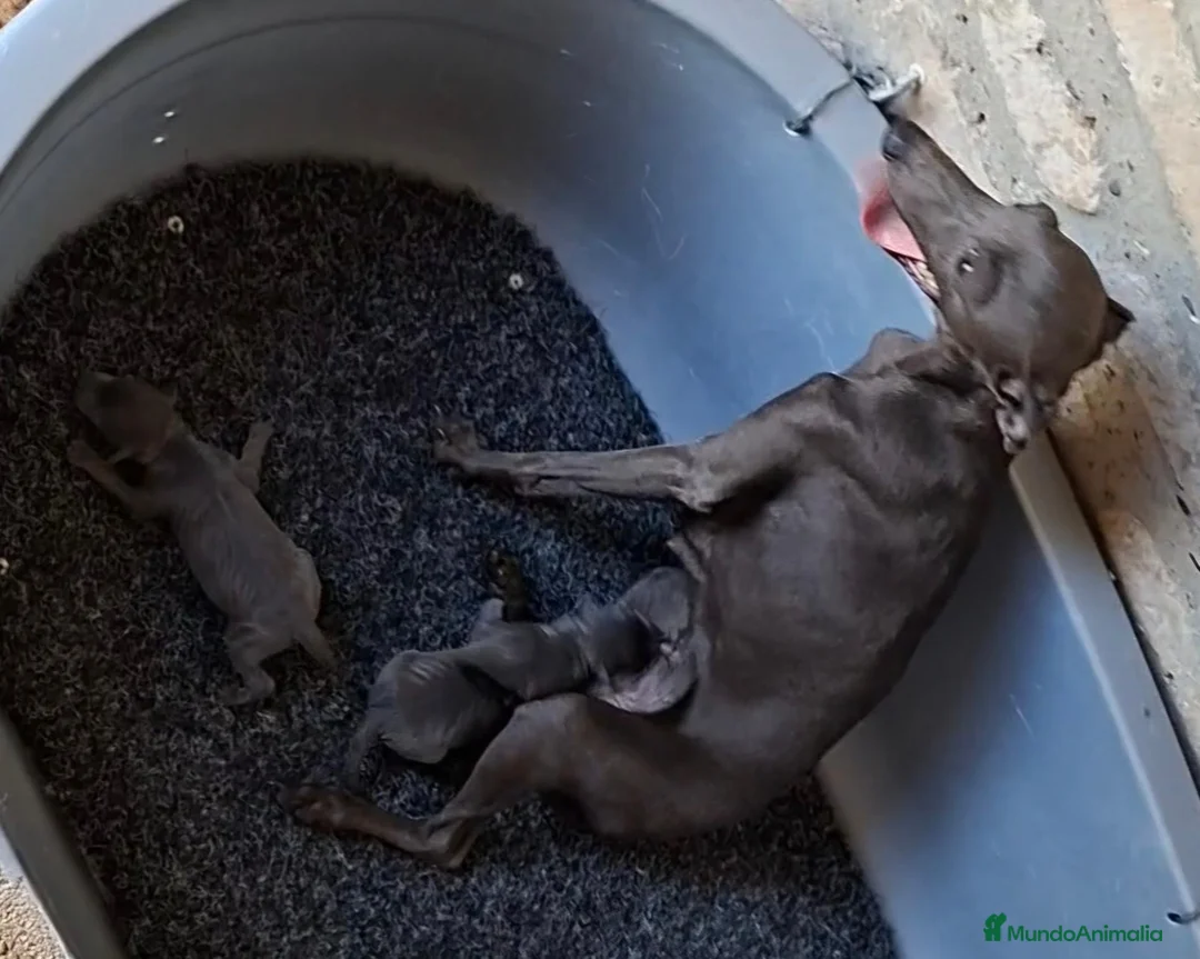 Pequeño Lebrel Italiano perros en venta: Picolos Azules - Anuncio 2