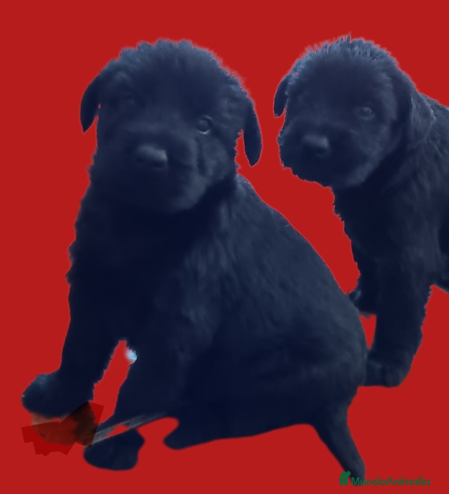 Schnauzer Gigante perros Schnauzer Gigante Negro - Anuncio 2