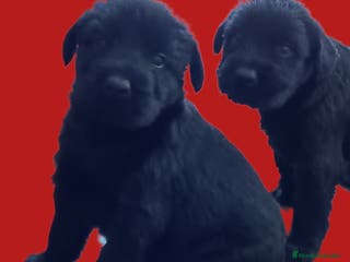 Schnauzer Gigante perros Schnauzer Gigante Negro - Anuncio 1