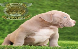 American Bully perros en venta: AMERICAN BULLY XL / AMERICAN BULLY XXL - Imagen 4