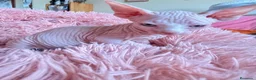 Sphynx gatos en venta: Gatita sphynx espectacular! - Anuncio 2