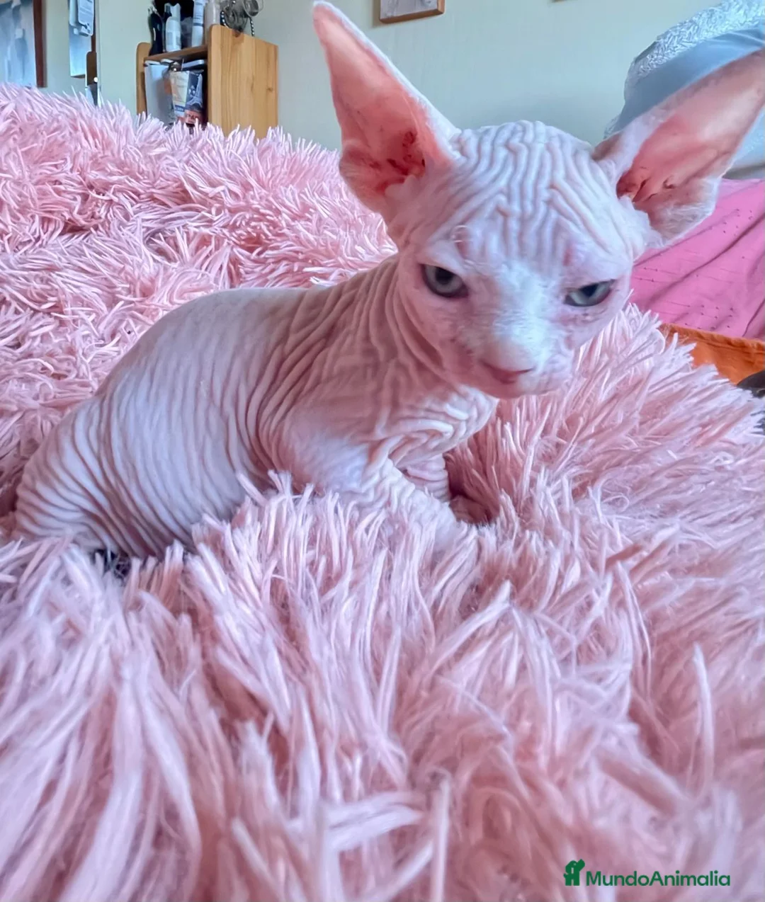 Sphynx gatos en venta: Gatita sphynx espectacular! - Anuncio 2