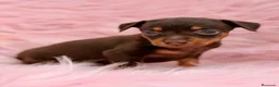 Pinscher Miniatura perros en venta: Minipincher chocolate  - Anuncio 13