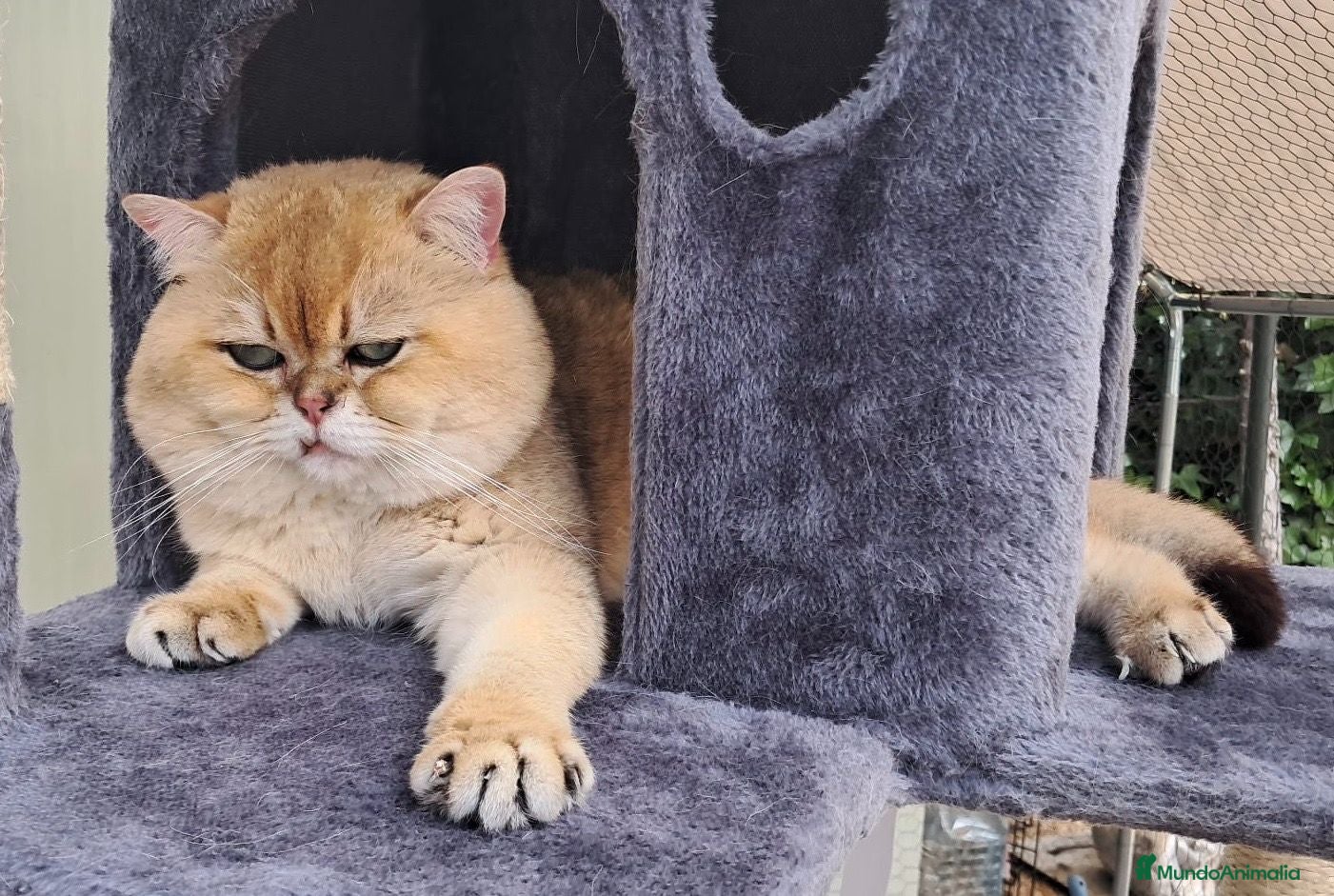 Británico de Pelo Corto Azul gatos MONTA DE GATOS BRITISH SHORTAIR GOLDEN - Anuncio 20