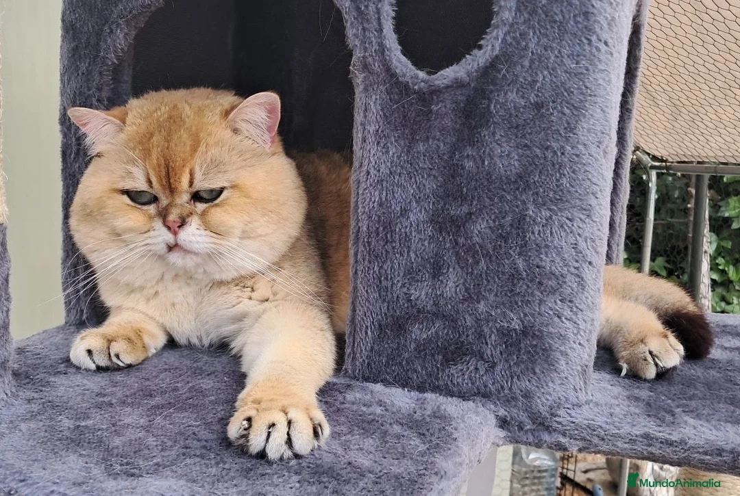 Británico de Pelo Corto Azul gatos para monta: MONTA DE GATOS BRITISH SHORTAIR GOLDEN - Anuncio 1