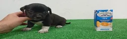 Pomchi perros en venta: Pomchis  - Anuncio 4