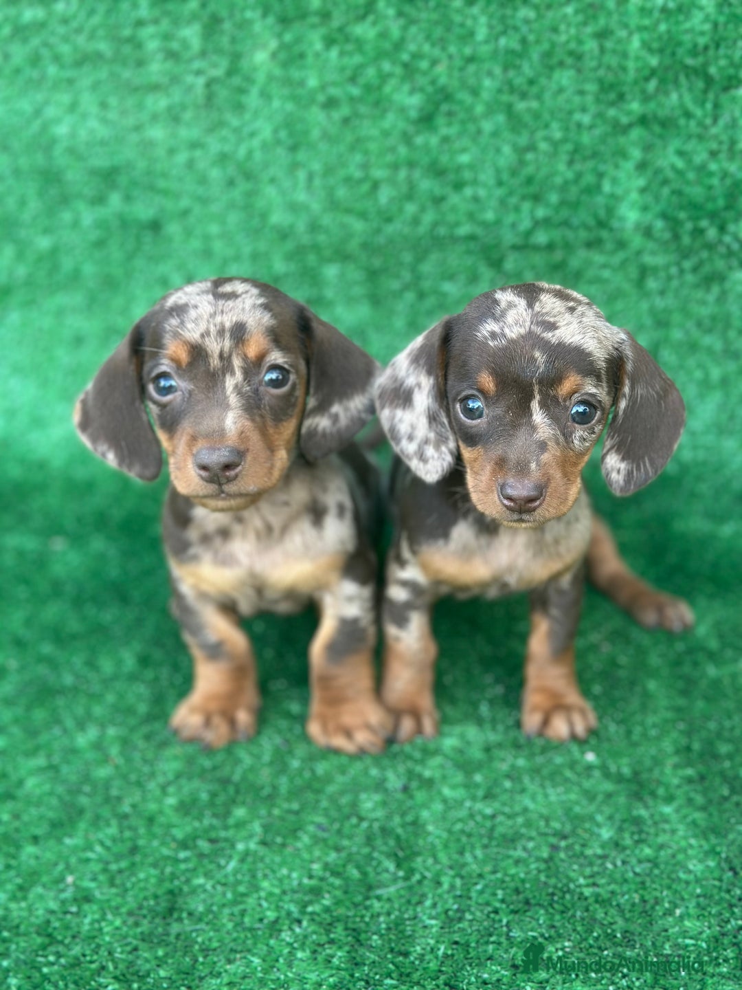 Teckel Miniatura perros en venta: Teckel arlequín mini  - Imagen 1