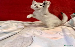Británico de Pelo Corto gatos en venta: British Silver Shaded Negro - Imagen 7