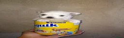 Bichón Maltés perros en venta: Bichón maltés americano - Anuncio 1