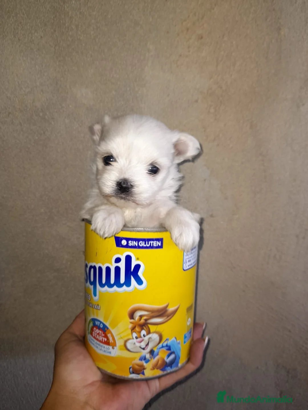 Bichón Maltés perros en venta: Bichón maltés americano - Anuncio 1