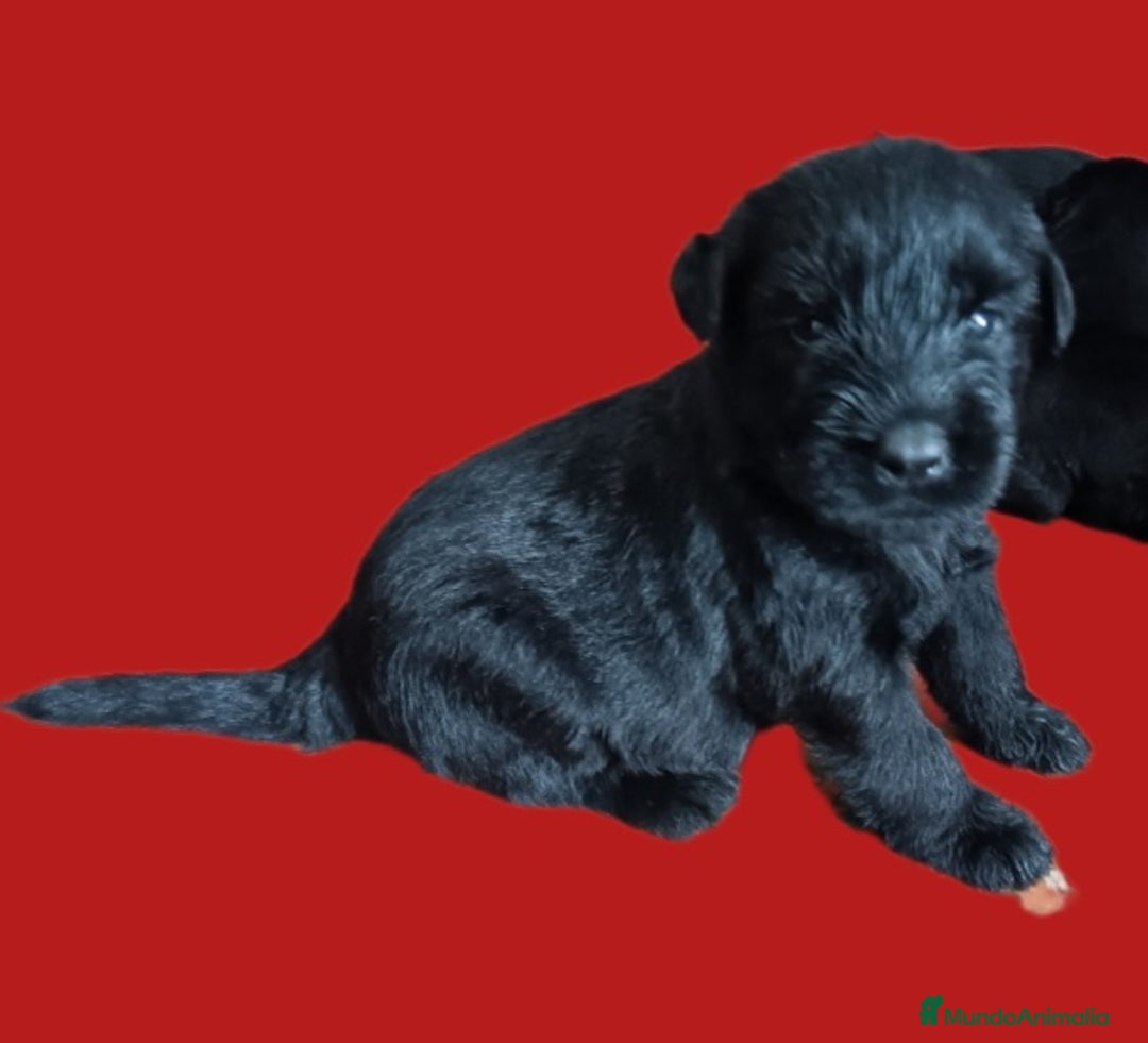 Schnauzer Gigante perros en venta: Schnauzer Gigante Negro - Anuncio 3