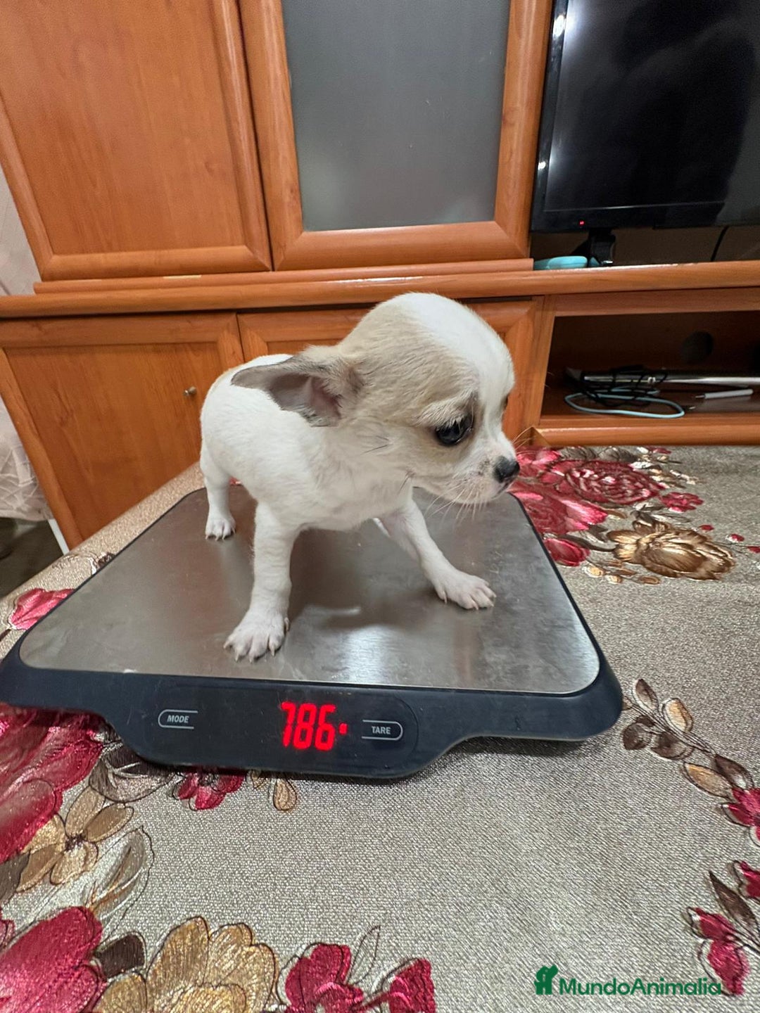 Chihuahua perros en venta: Chihuahua toy - Anuncio 6