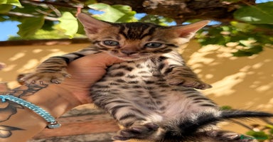 Bengalí gatos - Anuncio 3