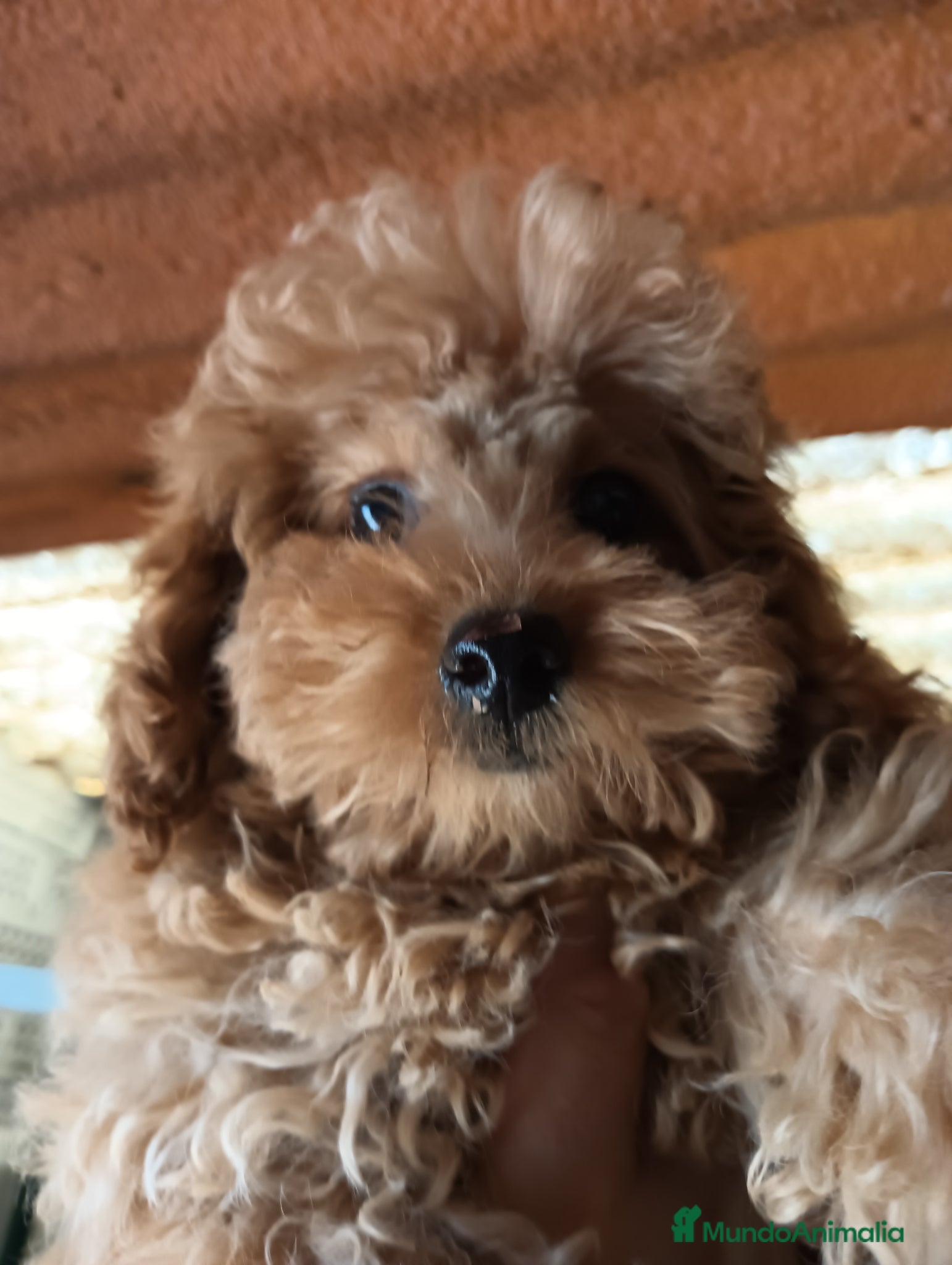 Caniche Toy perros Caniche toy  - Anuncio 1