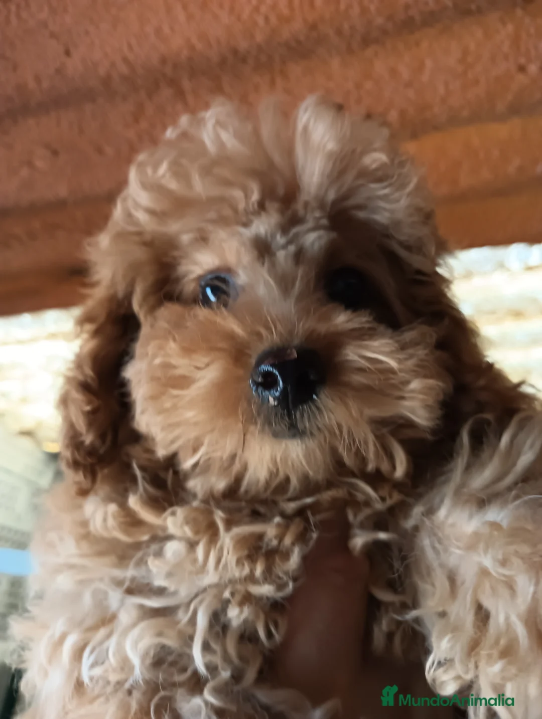 Caniche Toy perros en venta: Caniche toy  - Anuncio 1