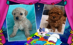Caniche Toy perros en venta: Camada familiar de caniche toy - Imagen 1