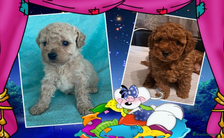 Caniche Toy perros - Propaganda 3