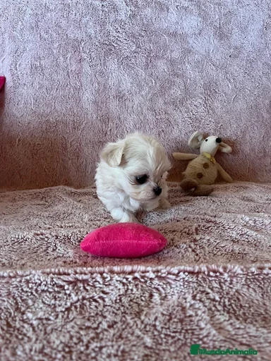 Imagen de galería {{count}}