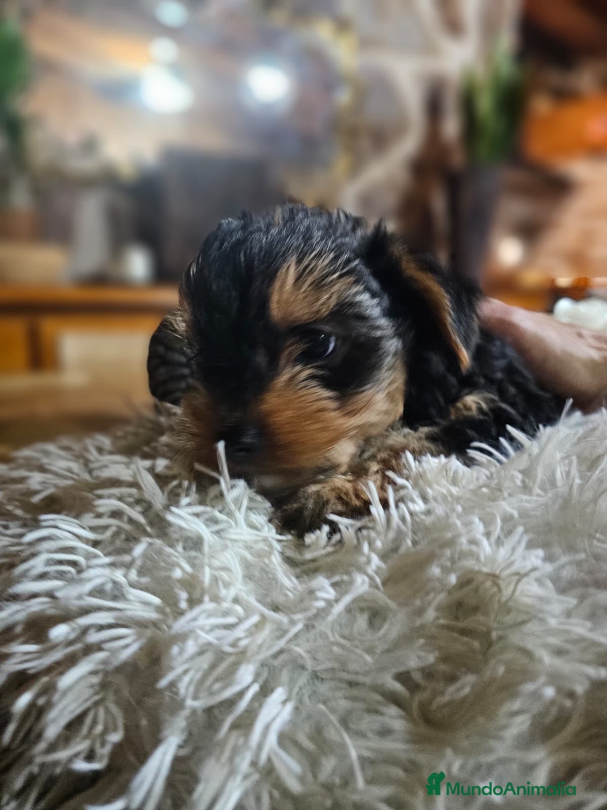 Yorkshire Terrier perros Cachorritos De Yorkshire Terrier 🐶🤎 - Anuncio 1