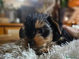 Yorkshire Terrier perros Cachorritos De Yorkshire Terrier 🐶🤎 - Anuncio 1