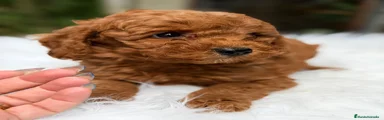 Caniche Enano Cachorro 3