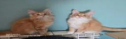 Bosque de Noruega gatos en venta: Bosques de Noruega  - Anuncio 25