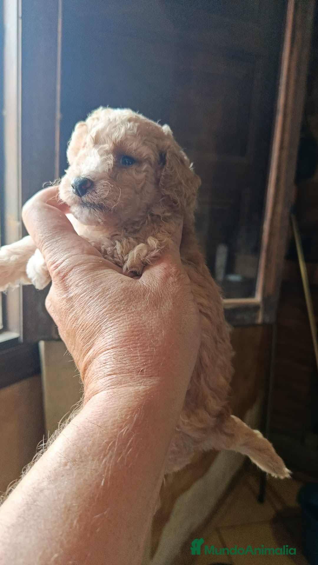 Caniche Toy perros en venta: Disponible caniche precioso  - Imagen 1