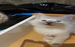 Siberiano gatos en venta: Siberianos (Neva masquerade) - Imagen 2