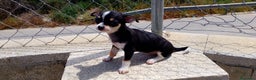 Chihuahua perros en venta: Chihuahua  - Anuncio 3