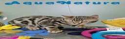 Bengalí gatos en venta: Bengali Macho 1706 AQUANATURA - Anuncio 4