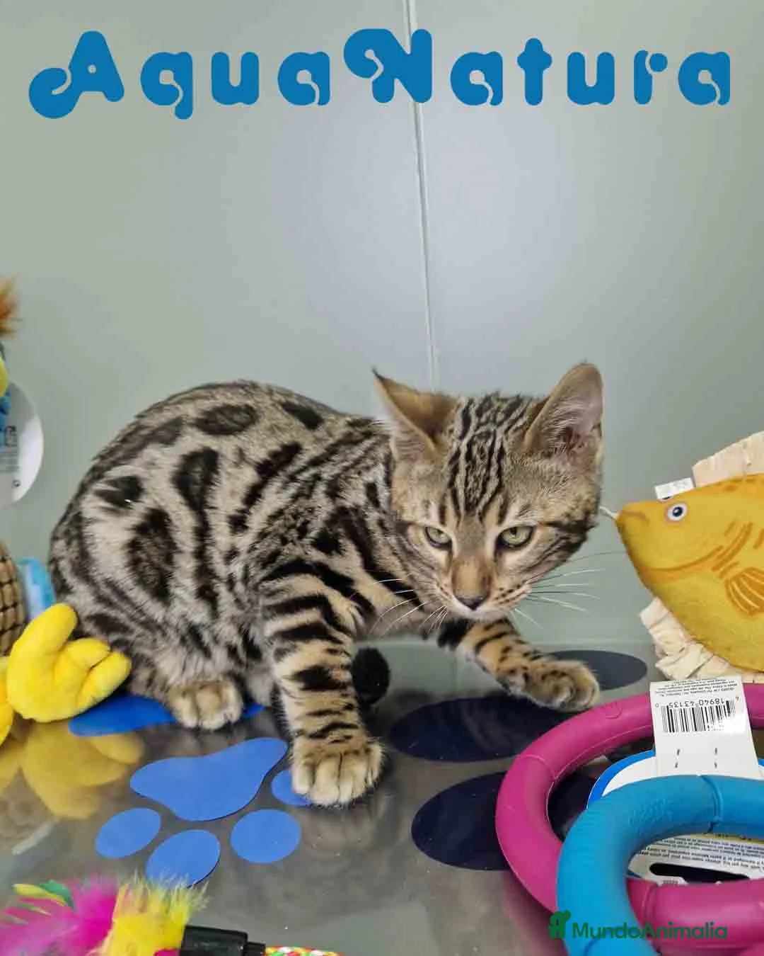 Bengalí gatos en venta: Bengali Macho 1706 AQUANATURA - Anuncio 4