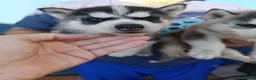 Husky Siberiano perros en venta: Husky siberiano - Anuncio 4