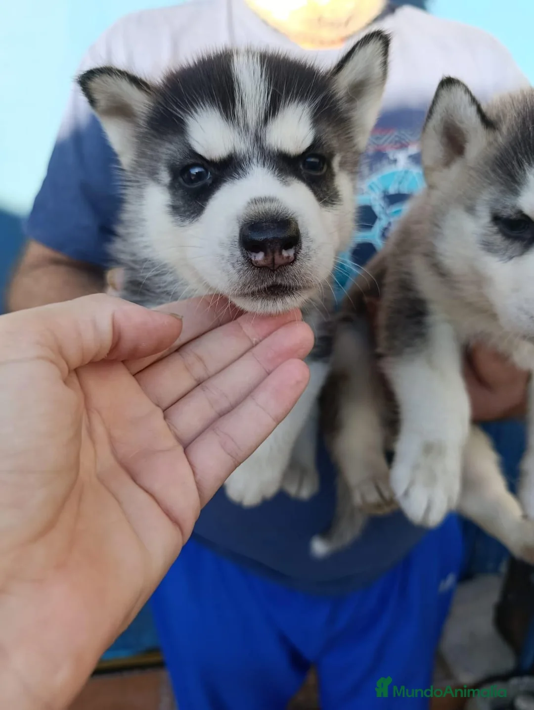 Husky Siberiano perros en venta: Husky siberiano - Anuncio 4