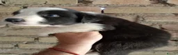 Border Collie perros en venta: Bordes collie  - Anuncio 3