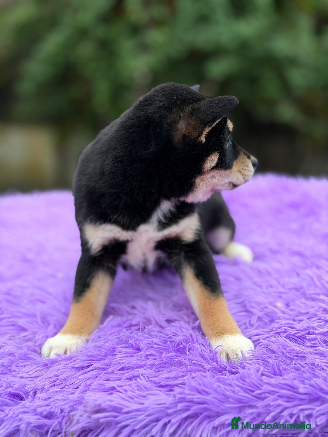 Shiba Inu perros en venta: Shiba inu negra - Anuncio 3