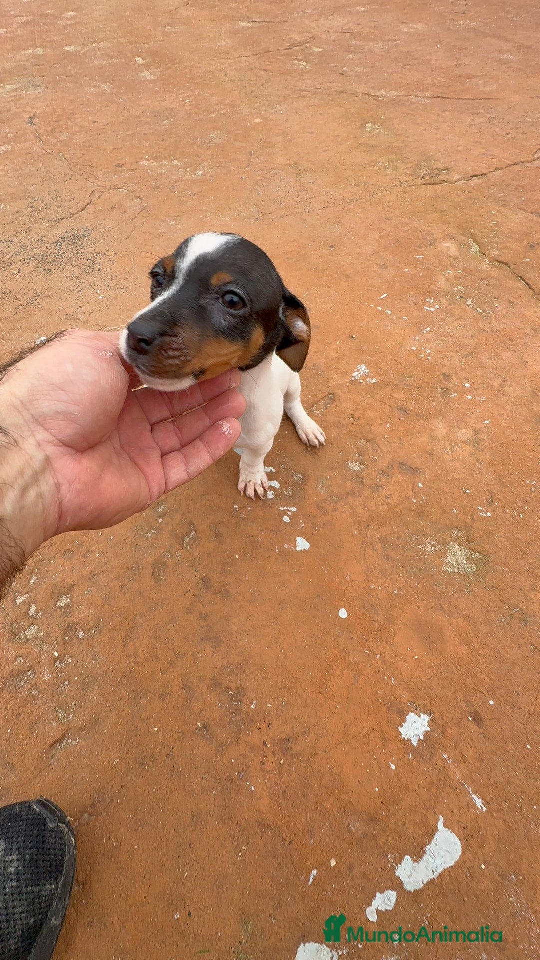 Jack Russell Terrier perros en venta: Jack Russell  - Anuncio 5