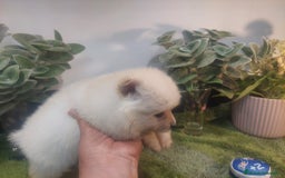 Pomerania perros en venta: POMERANIA MACHO MINI - Imagen 2
