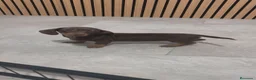 Teckel Miniatura perros en venta: TECKEL MINIATURA DISPONIBLES  - Anuncio 4