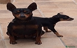 Pinscher Miniatura perros en venta: Mini pinche hembra  - Imagen 2