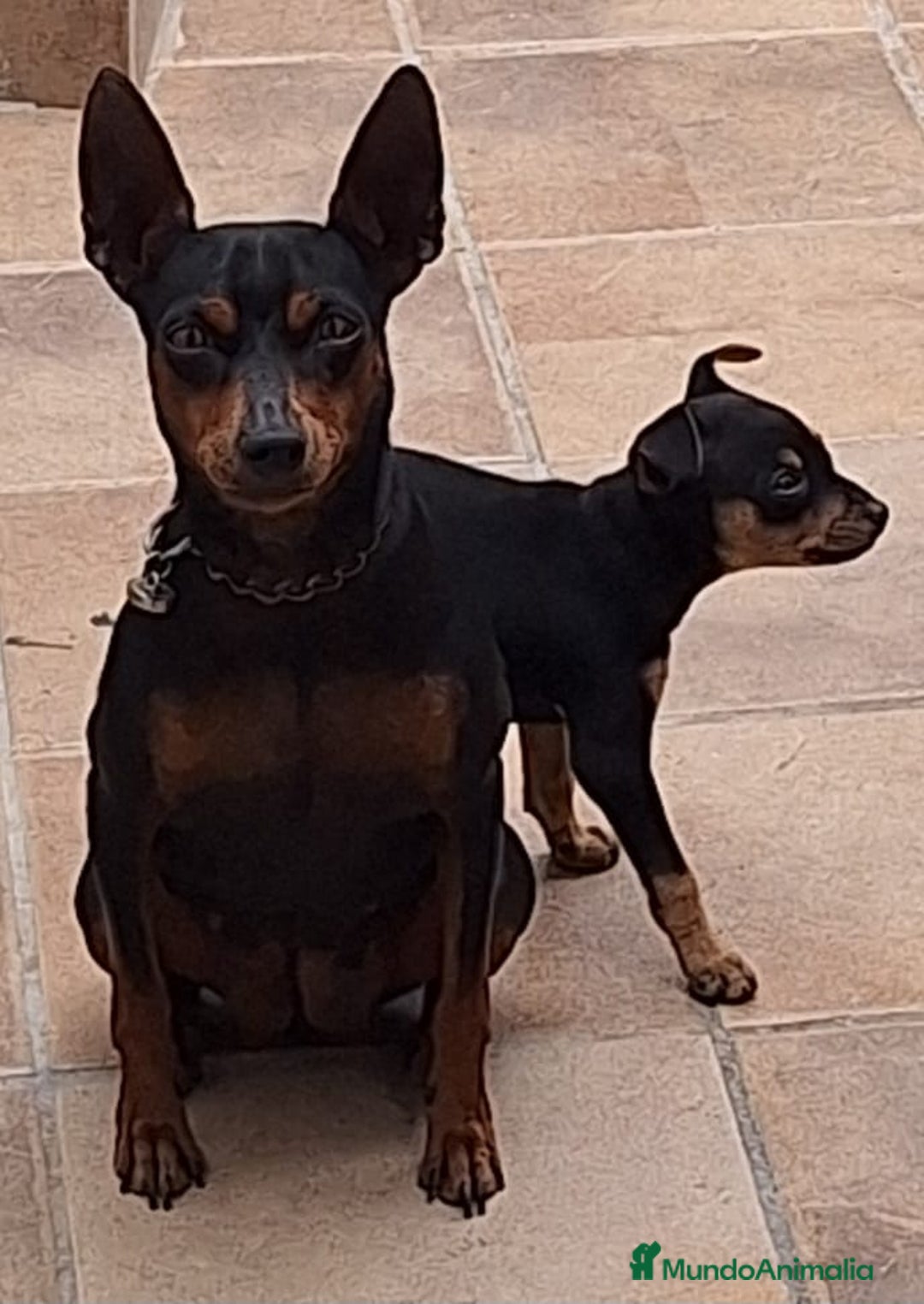 Pinscher Miniatura perros en venta: Mini pinche hembra  - Imagen 2