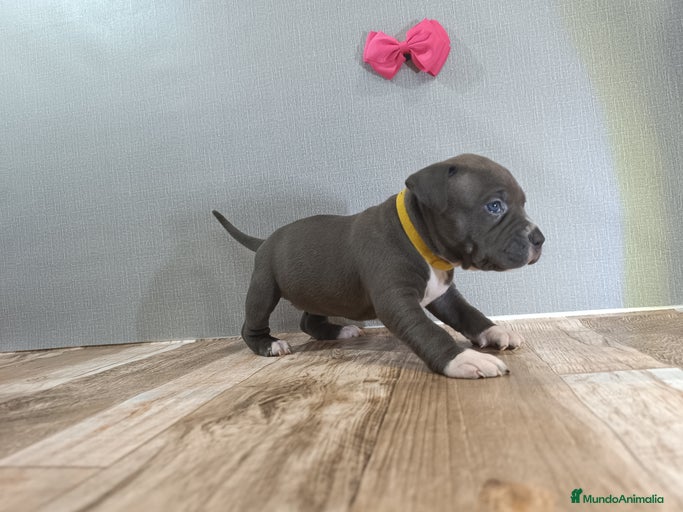 Imagen de galería {{count}}