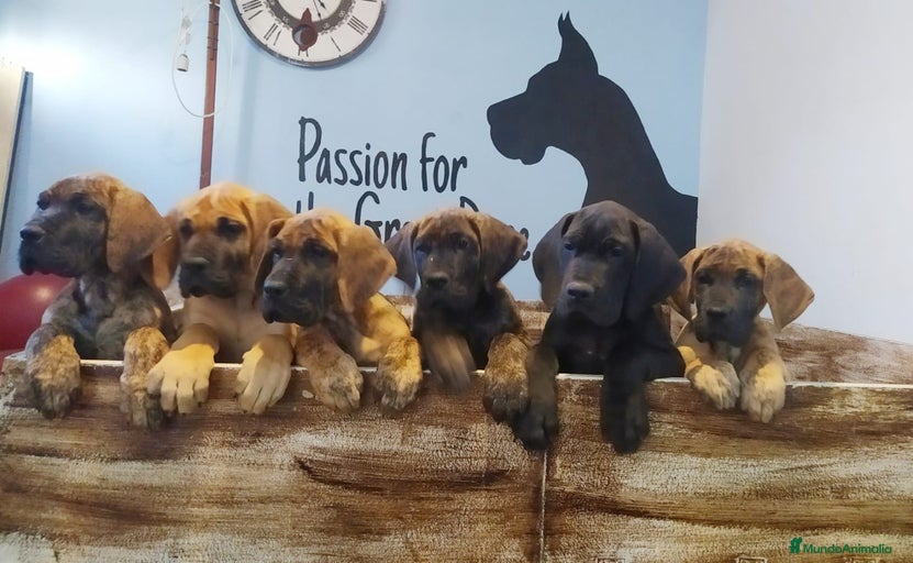 Imagen de galería {{count}}