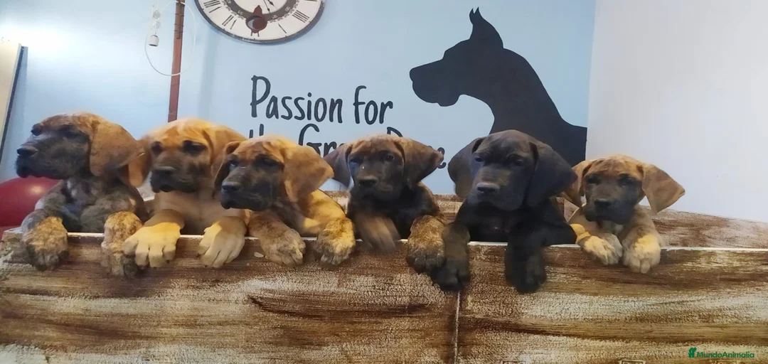 Imagen de galería {{count}}