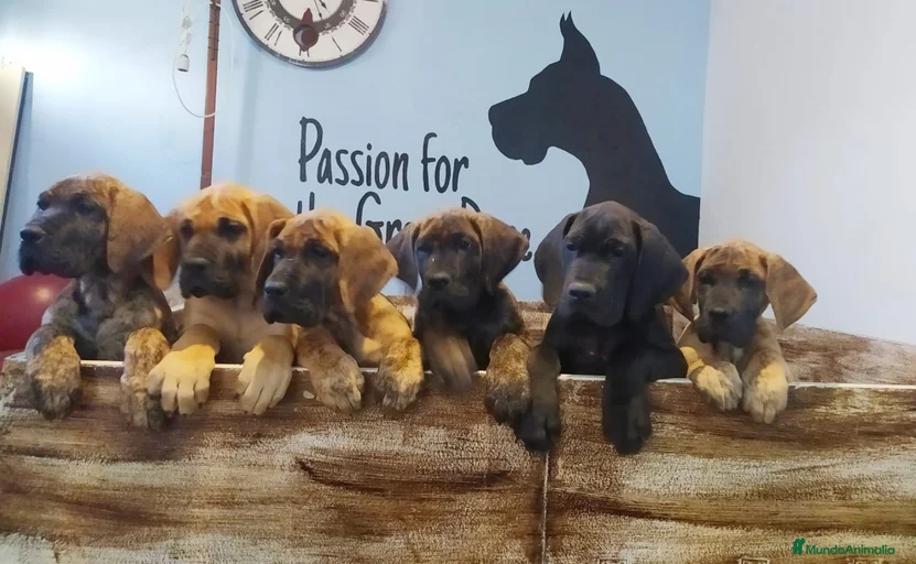 Imagen de galería {{count}}