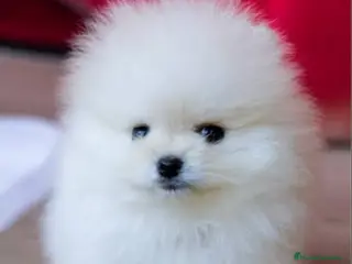Pomerania perros ‼️POMERANIAS AMERICANOS TAMAÑO TOY - Anuncio 7