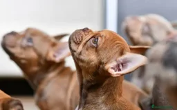 Bulldog Francés perros en venta: BULLDOG FRANCES EXOTICOS  - Imagen 5