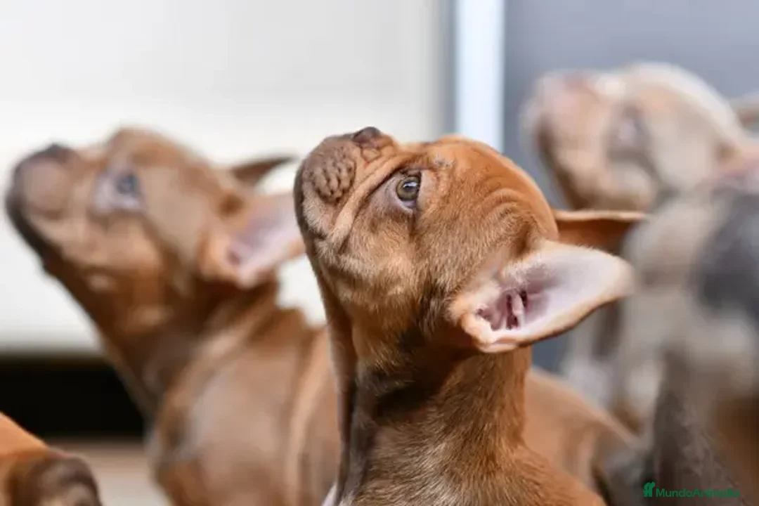 Bulldog Francés perros en venta: BULLDOG FRANCES EXOTICOS  - Anuncio 5