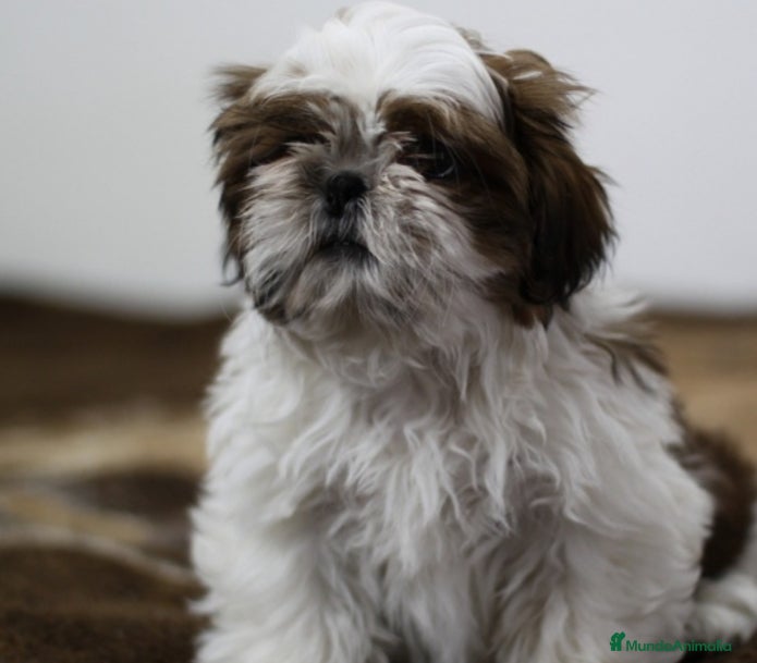 Shih Tzu perros Cachorro de Shihtzu  - Anuncio 2